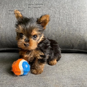 yorkshire terrier