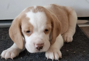 Beagle kölykök eladók - kép 2