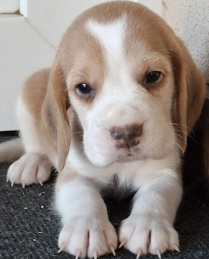 Beagle kölykök eladók - kép 4