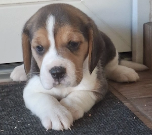 Beagle kölykök eladók - kép 5