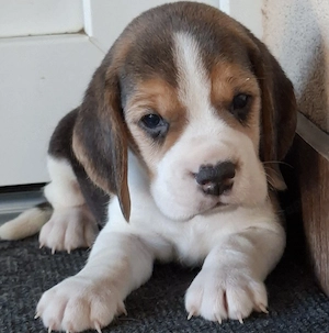 Beagle kölykök eladók - kép 3