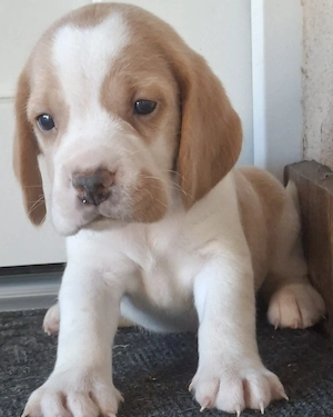 Beagle kölykök eladók - kép 6