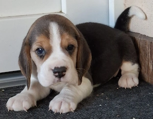 Beagle kölykök eladók - kép 8