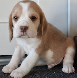 Beagle kölykök eladók - kép 7