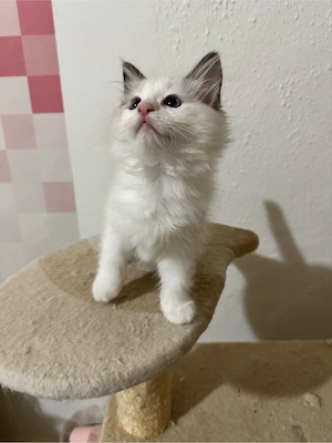 Nemzetkozi első Ragdoll anyuka babái foglalhatók - kép 5