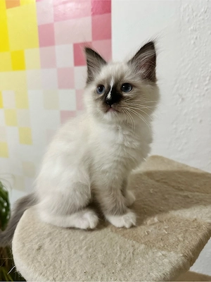 Nemzetkozi első Ragdoll anyuka babái foglalhatók - kép 6