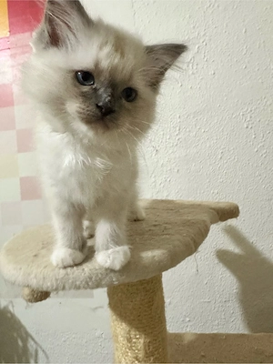 Nemzetkozi első Ragdoll anyuka babái foglalhatók - kép 7