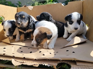 Sima szőrű foxi kölyök kutyusok eladók 