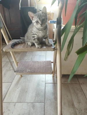 Beng li kever k cicusok - kép 4