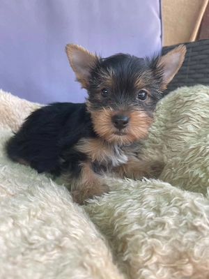 Mini yorki kislány gazdikereső