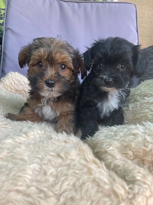 Yorkipoo kiskutyák eladók