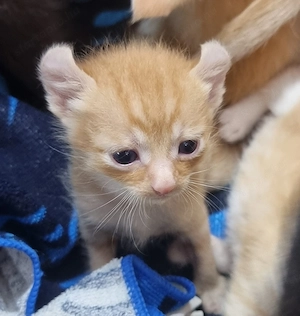 Maine Coon Szfinx macskák. 