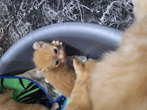 Maine Coon Szfinx macskák.  - kép 7