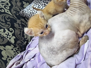 Maine Coon Szfinx macskák.  - kép 2