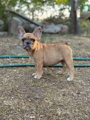 francia bulldog kislányok - kép 2