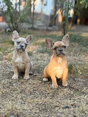 francia bulldog kislányok - kép 3