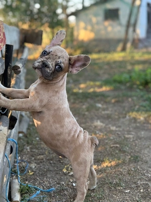 francia bulldog kislányok - kép 2