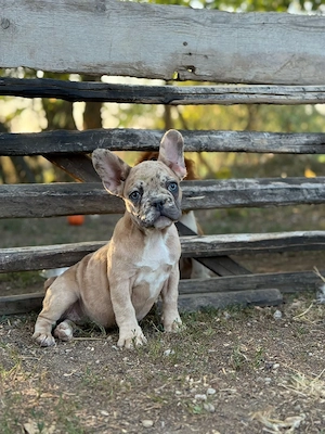 francia bulldog kislányok - kép 4