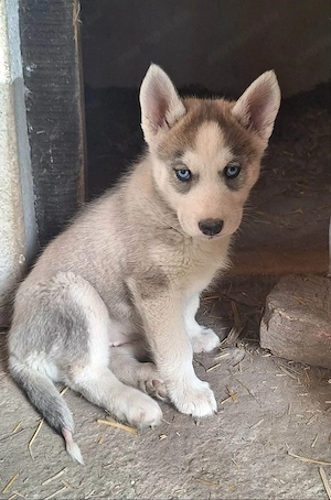 Fajtatiszta husky lány kiskutya új gazdit keres