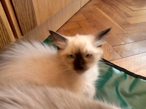 Eladó seal ragdoll kislány cica  - kép 5