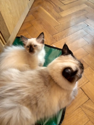 Eladó seal ragdoll kislány cica  - kép 6