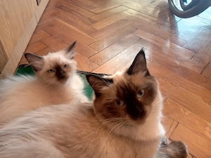 Eladó seal ragdoll kislány cica  - kép 2