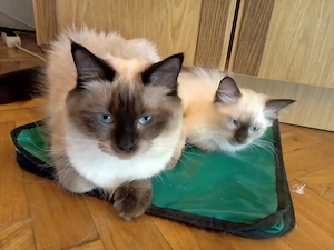 Eladó seal ragdoll kislány cica  - kép 7