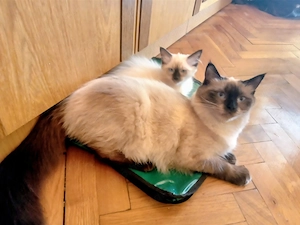 Eladó seal ragdoll kislány cica  - kép 8