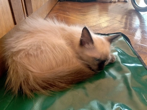 Eladó seal ragdoll kislány cica  - kép 9