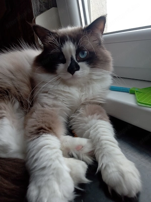 Eladó seal ragdoll kislány cica  - kép 10