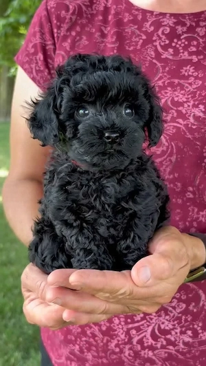 Maltipoo kölykök  - kép 4