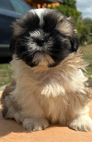 shih tzu kisfiú - kép 3