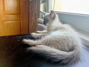 Eladó seal ragdoll kislány cica  - kép 4