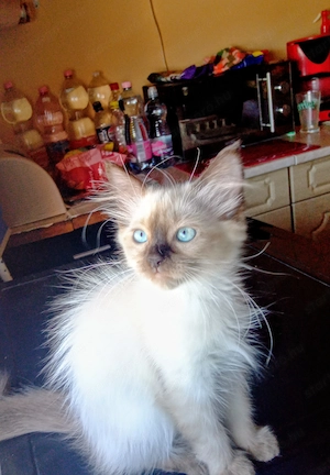 Eladó seal ragdoll kislány cica  - kép 3