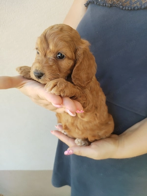 Cockapoo kislány gazdit keres  - kép 2