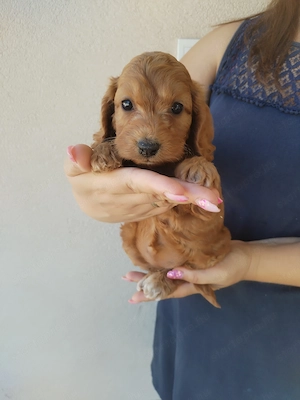 Cockapoo kislány gazdit keres 