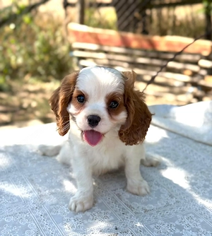 cavalier king charles kisfiú  - kép 3
