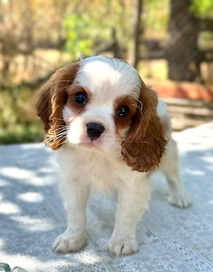 cavalier king charles kisfiú  - kép 2