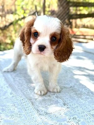 cavalier king charles kisfiú  - kép 4