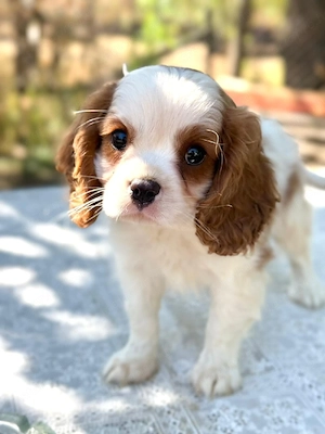 cavalier king Charles kisfiú - kép 3