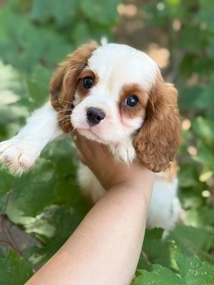 cavalier king charles kisfiú  - kép 5
