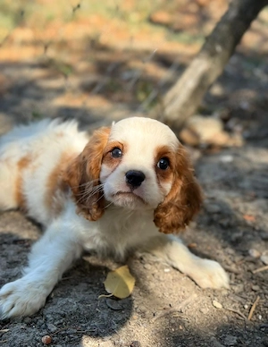 cavalier king charles kisfiú  - kép 4