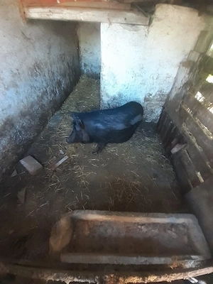 Eladó vietnámi malac - kép 2