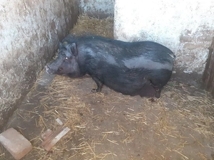 Eladó vietnámi malac