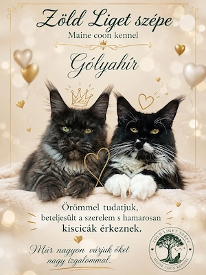 Maine coon cica- Hivatalos tenyészetből 