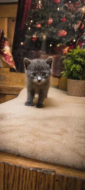 Maine coon- Brit kiscicák