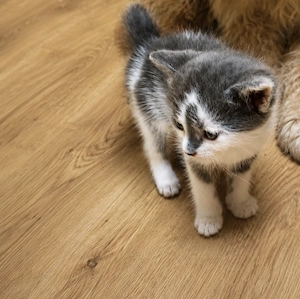 Maine coon- Brit kiscicák - kép 2
