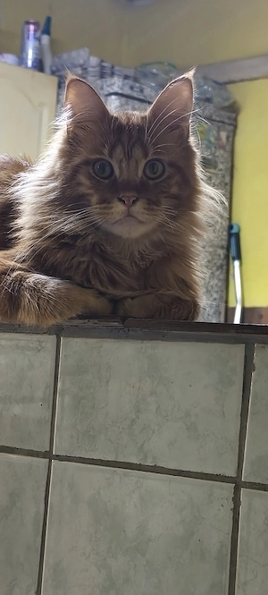 Maine coon- Brit kiscicák - kép 3