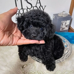 Maltipoo babák máshol 