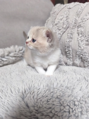Brit rövid szőrű lila-tortie kislány eladó  - kép 2